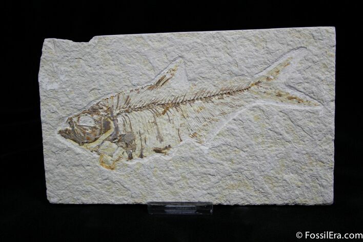 Large Inch Diplomystus Fossil Fish #823